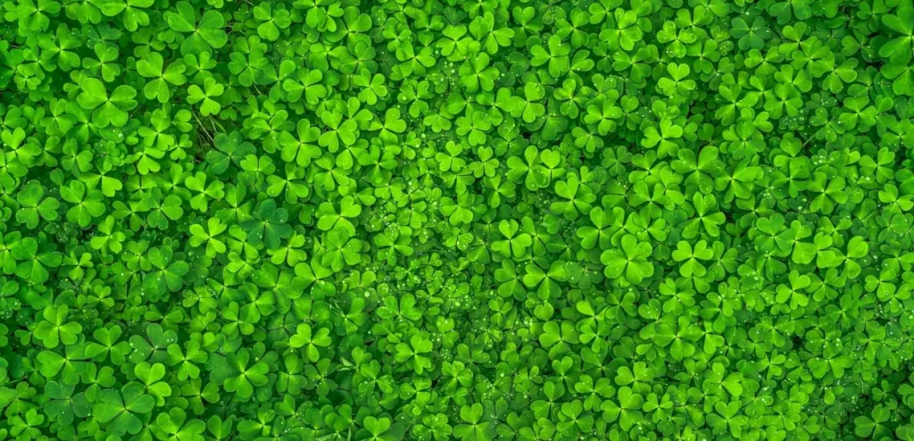 Clover