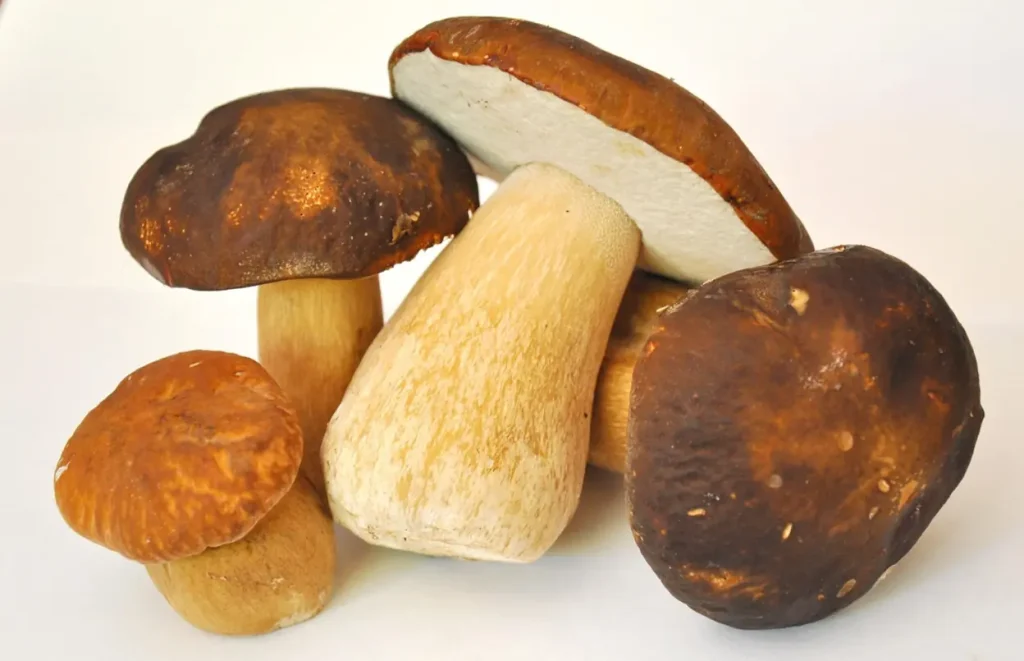Mushrooms