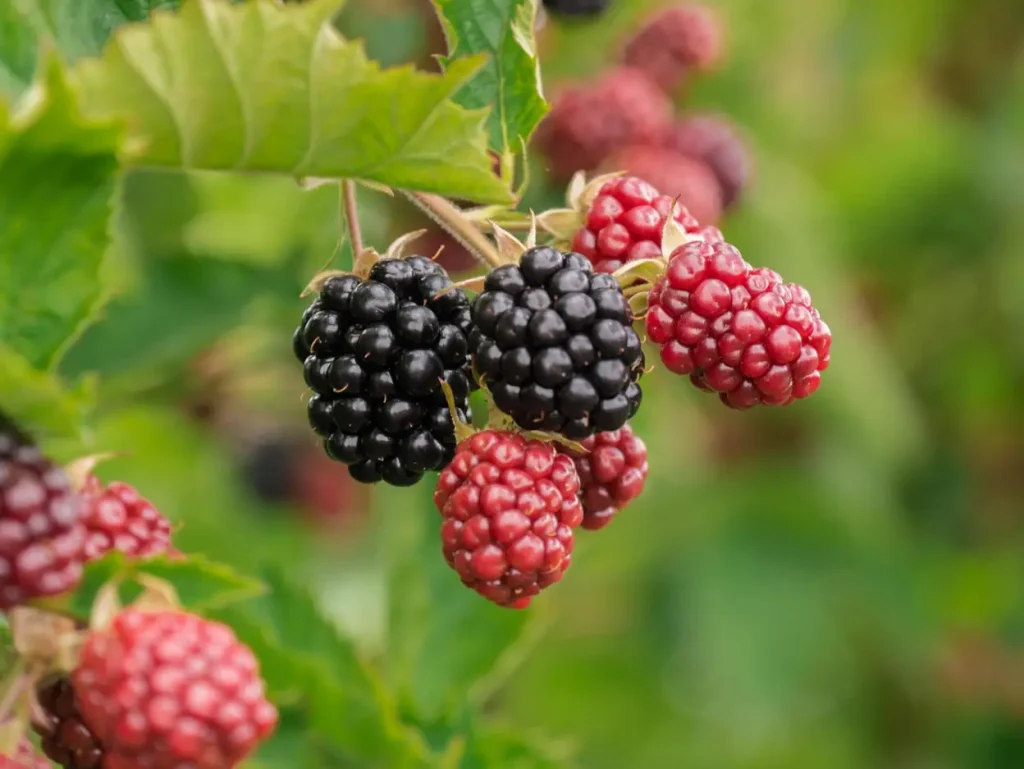 Raspberries