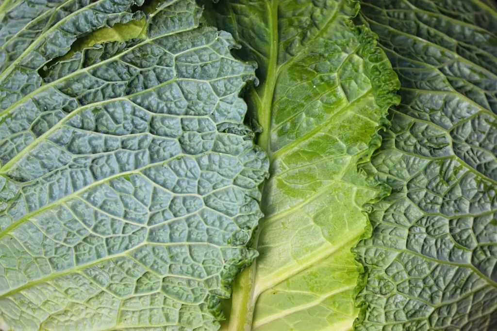 Savoy Cabbage
